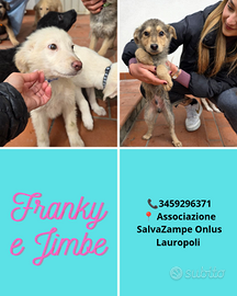 Cuccioli in adozione