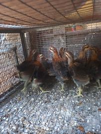 Galline cornuta di Caltanissetta