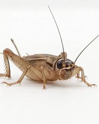 Acheta domestica, tenebrio molitor