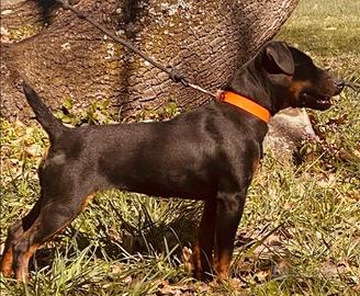 Jagd terrier