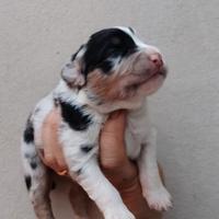 Pastore australiano con pedigree ENCI