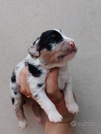 Pastore australiano con pedigree ENCI