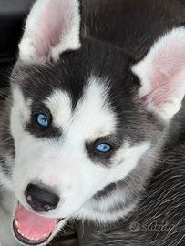 Cuccioli siberian husky -- pronta consegna
