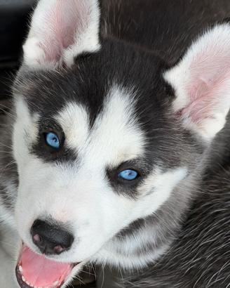Cuccioli siberian husky -- pronta consegna