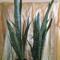 2 sansevieria 