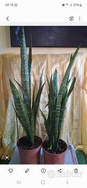 2 sansevieria 
