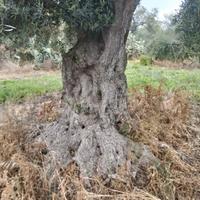 ulivi secolari possibilità trasporto compreso