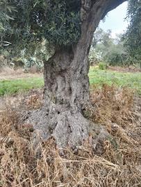 ulivi secolari possibilità trasporto compreso