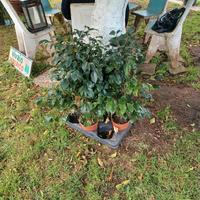 FICUS BENJIAMIN ALTO 1 M IN VASO