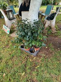 FICUS BENJIAMIN ALTO 1 M IN VASO