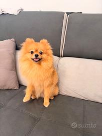 Spitz di Pomerania linea americana