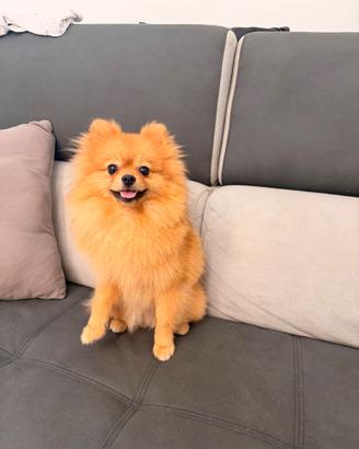 Spitz di Pomerania linea americana