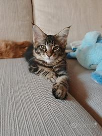 Cucciola di Maine coon