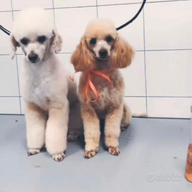 Barboncino Toy per accoppiamento