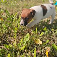 Jack Russell terrier