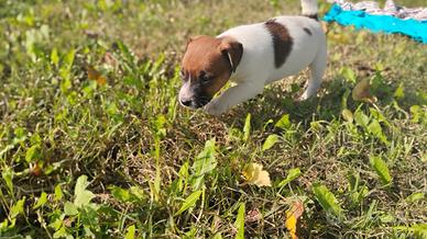 Jack Russell terrier