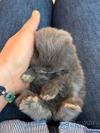 Coniglietti ariete nani