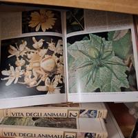 Enciclopedia VITA DEGLI ANIMALI