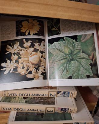 Enciclopedia VITA DEGLI ANIMALI