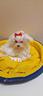 cuccioli-maltese-taglia-molto-piccola-toy-mini-