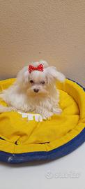 Cuccioli Maltese - Taglia Molto Piccola Toy Mini 