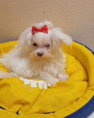 Cuccioli Maltese - Taglia Molto Piccola Toy Mini 
