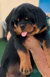 Rottweiler Cuccioli