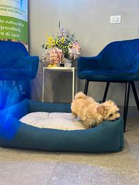 Maltipoo mini albicocca