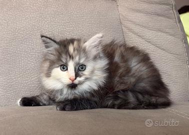 Gatto Siberiano Femmina con Pedigree