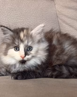 Gatto Siberiano Femmina con Pedigree
