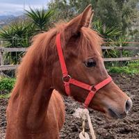 Puledra Araba 8 mesi