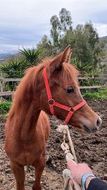 Puledra Araba 8 mesi