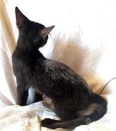 Gattino don sphynx atipico( difetto)