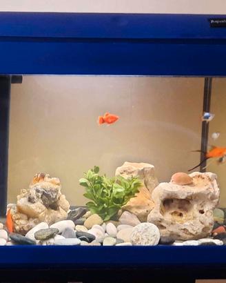 Acquario