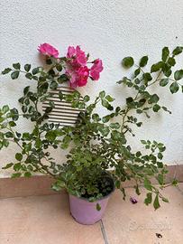 Rosa con boccioli