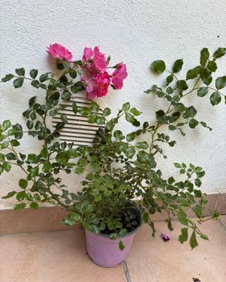 Rosa con boccioli