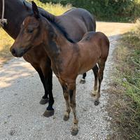 Puledro Quarter Horse