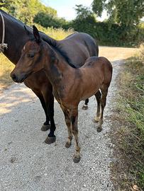 Puledro Quarter Horse