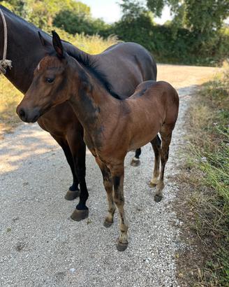 Puledro Quarter Horse