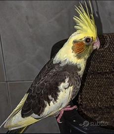 calopsitta