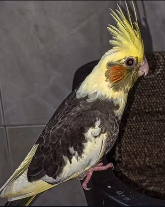 calopsitta