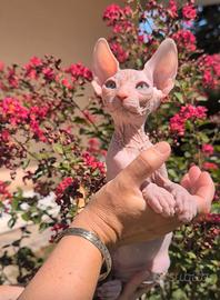Cuccioli Sphynx