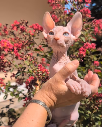 Cuccioli Sphynx