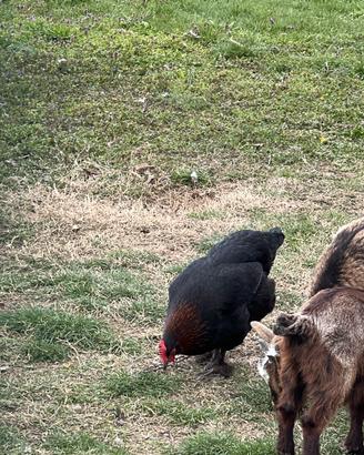 Gallina marans