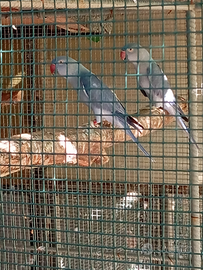 Parrocchetti dal collare