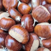 Marroni dei colli euganei