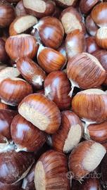 Marroni dei colli euganei