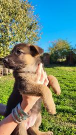 Cuccioli pastore tedesco
