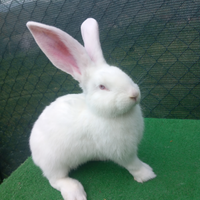 Conigli giganti delle fiandre