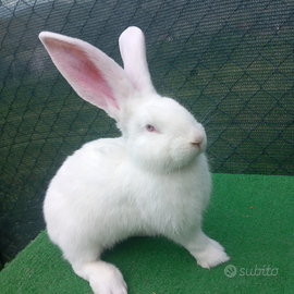 Conigli giganti delle fiandre